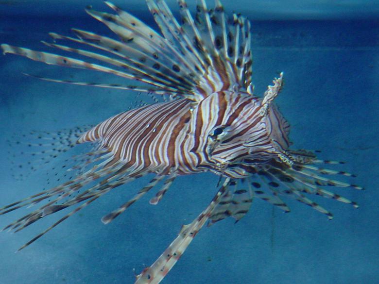 Free stock image of Lionfish created by nikole preston
