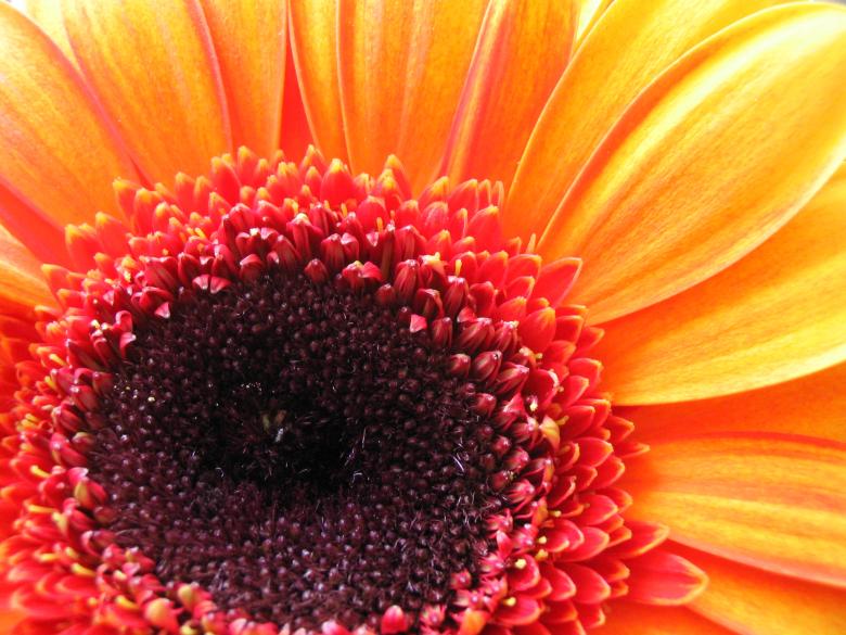 Free stock image of Yellow flower created by sarkany zoltan