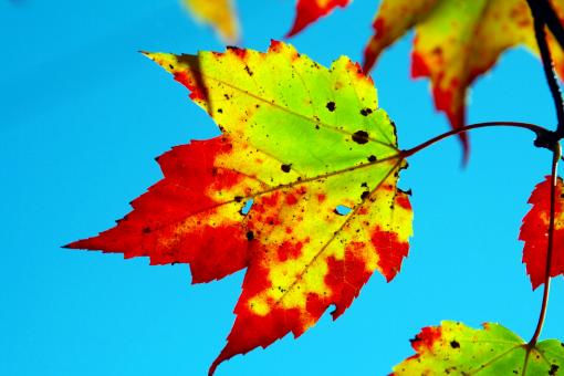 Fall laef - Free Stock Photo