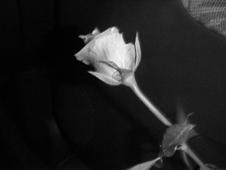 Free stock image of B&amp;W rose created by gergana indjova
