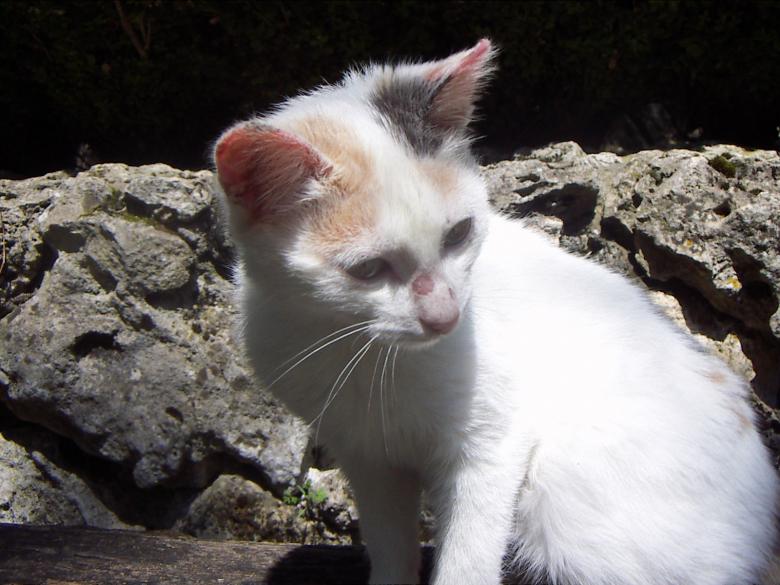 Free stock image of Little cat created by gergana indjova