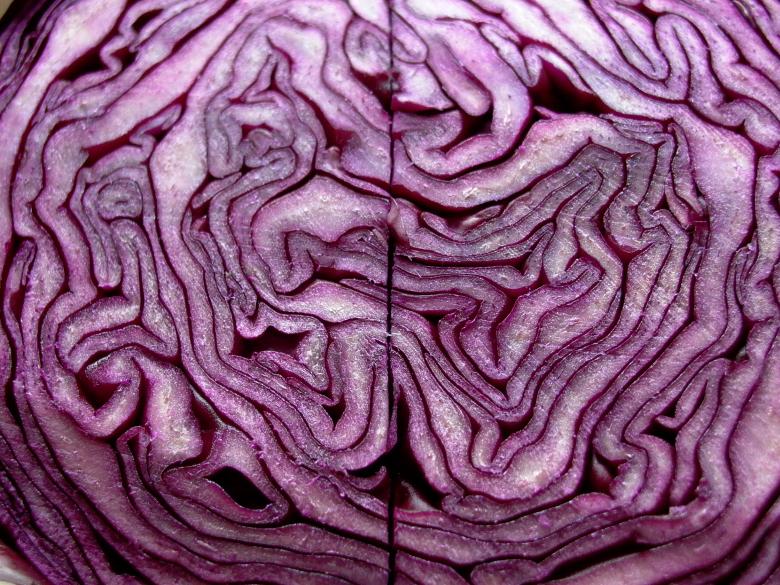 Free stock image of Cavolorosso created by paolo contaldo