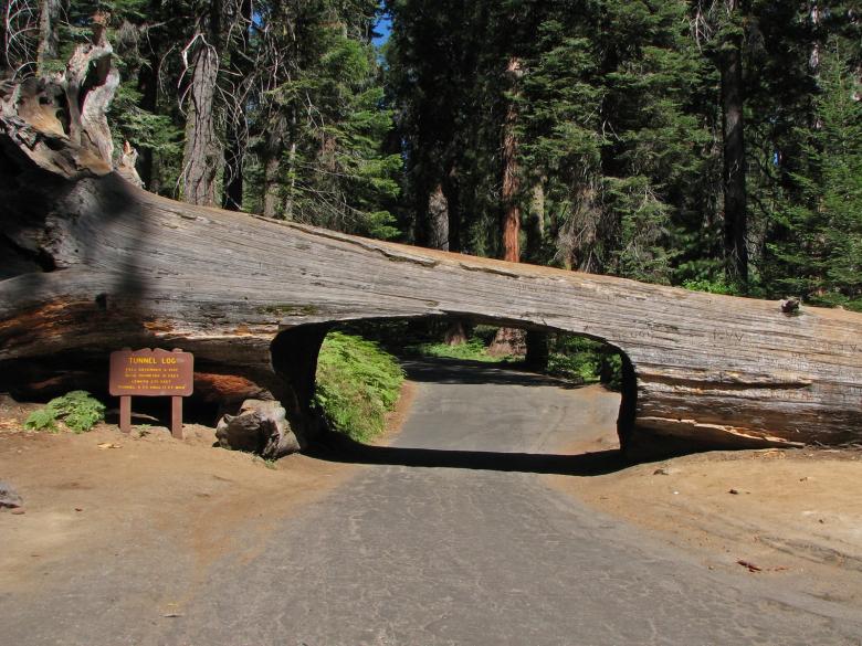 Free stock image of Tunnel Log in Sequoia National Park created by j. l. johnson