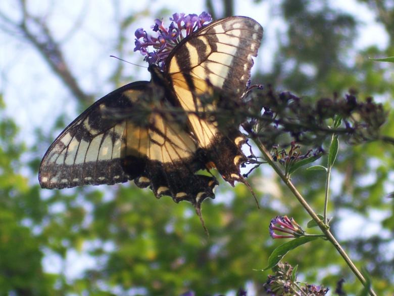 Free stock image of TRANSPARENT created by susan aceto