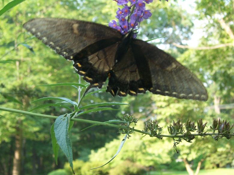 Free stock image of BLACK BEAUTY created by susan aceto