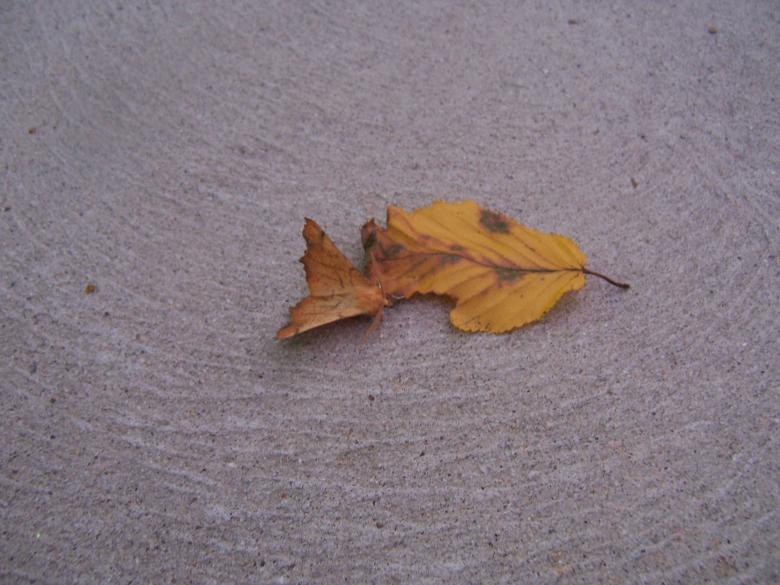 Free stock image of MOTH OR LEAF created by susan aceto