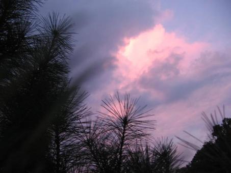 Free Stock Photo of Pink through the pines