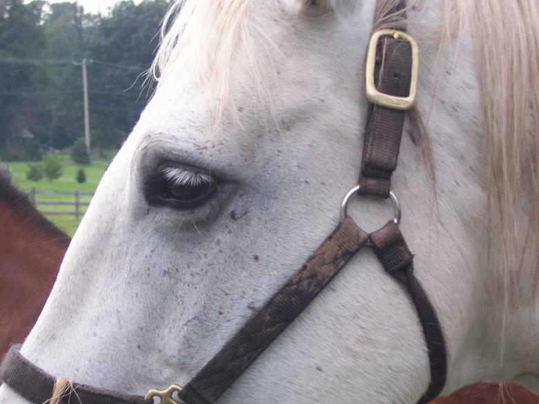 Free stock image of DANTE created by susan aceto