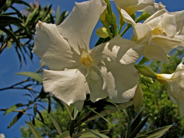 Free stock image of Flower in the Park created by bonnie l. mahaffey