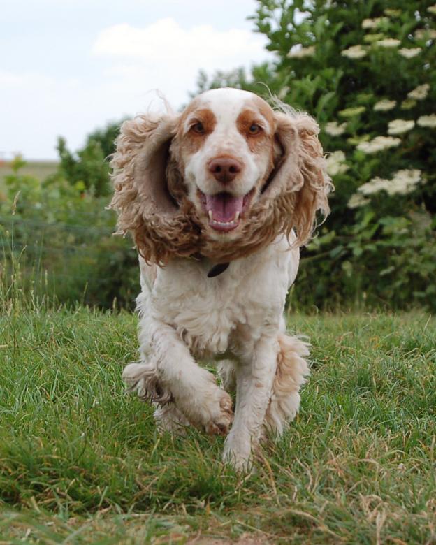 Free stock image of Run doggy, run doggy, run! run! run! created by charlotte strzelecki