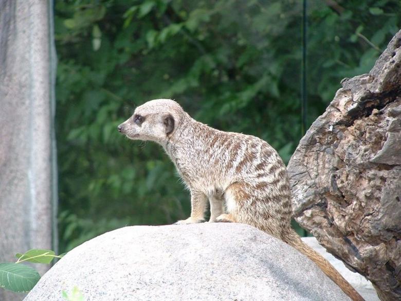 Free stock image of Meerkat created by patrick stauch