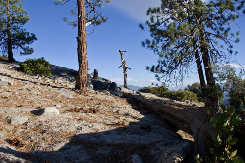 Free stock image of Fallen Tree in Needles created by j. l. johnson