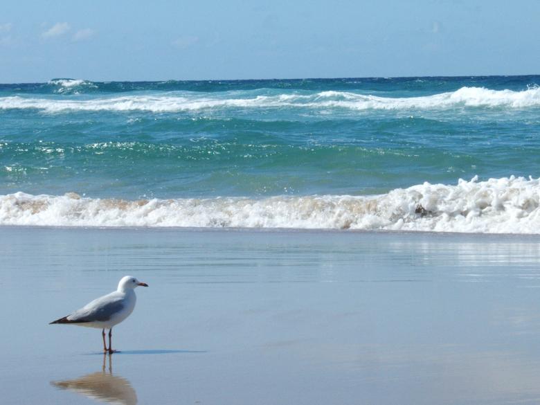 Free stock image of The seagull created by avery ng