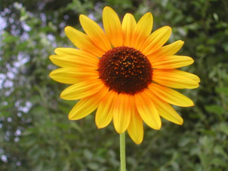 Free stock image of Sun flower created by laurie