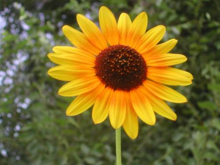 Sun flower - Free Stock Photo