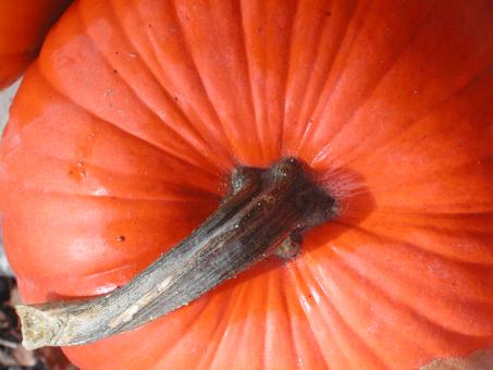 Orange pumpkin - Free Stock Photo