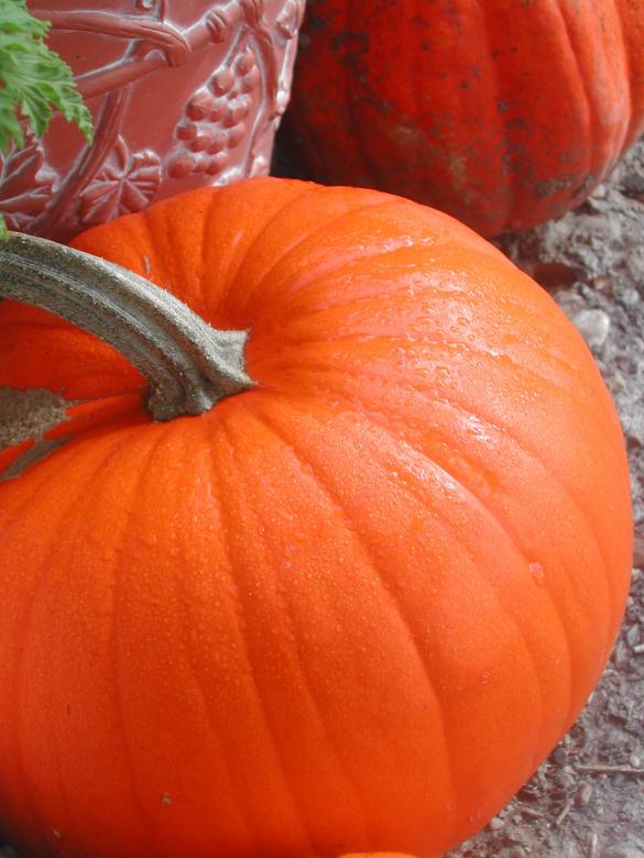 Free stock image of Pumpkin created by laurie
