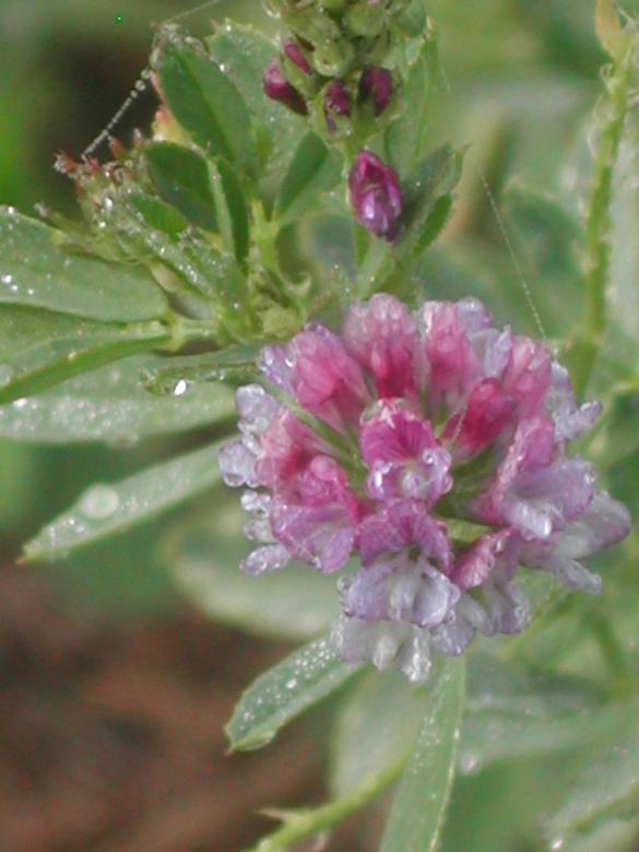 Free stock image of Alfalfa flower created by laurie