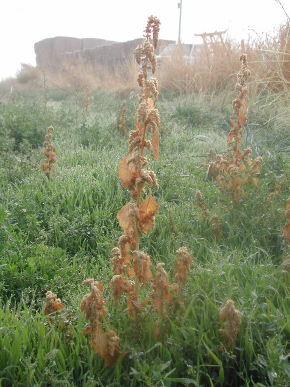 Free stock image of Field of wonders created by laurie