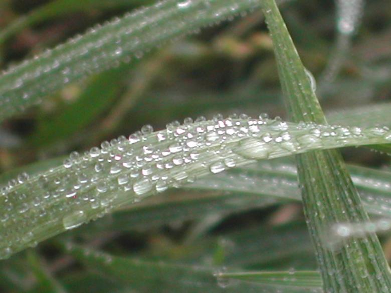 Free stock image of Weeds and water created by laurie