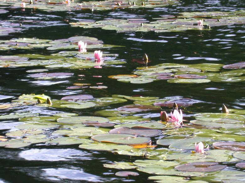 Free stock image of Lilly Pads created by lisa schultheiss
