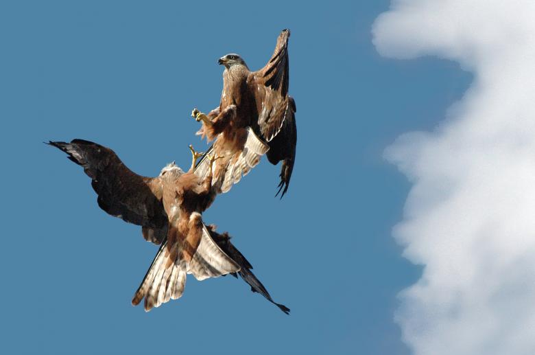 Free stock image of Fighting kites created by chris bradley