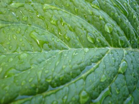 Water drop on leaf - Free Stock Photo