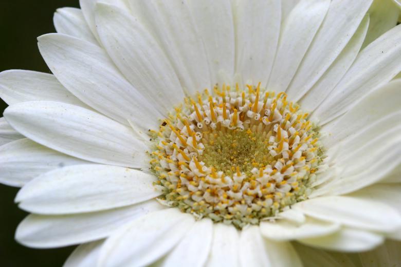 Free stock image of white flower created by Darren Hester