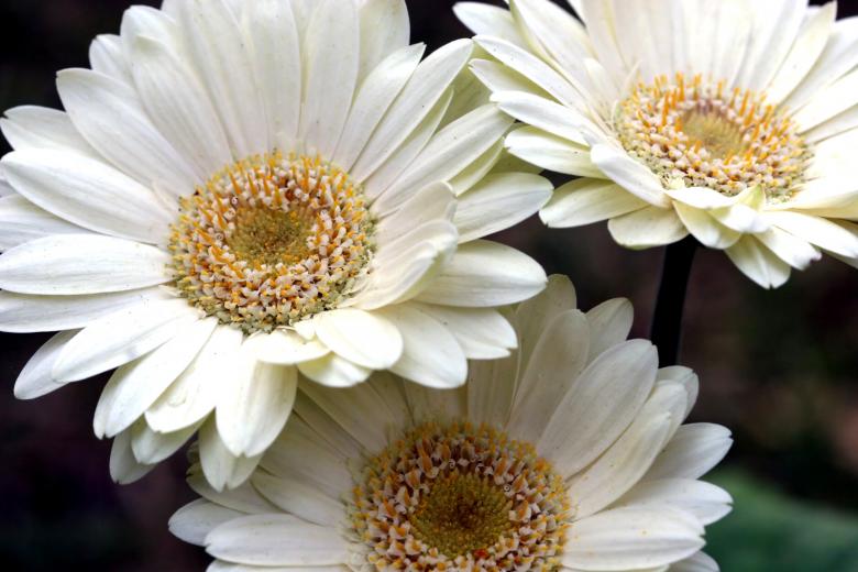 Free stock image of white flower created by Darren Hester