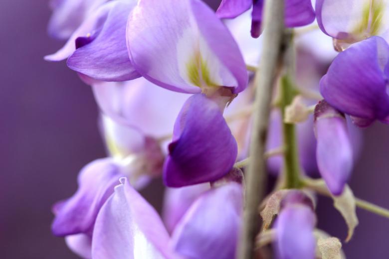 Free stock image of purple flowers created by Darren Hester