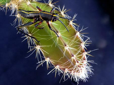 a prickly situation - Free Stock Photo