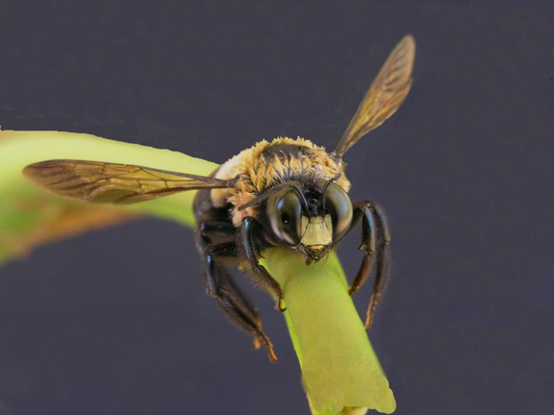 Free stock image of carpenter bee on twig. created by Joe Saladino