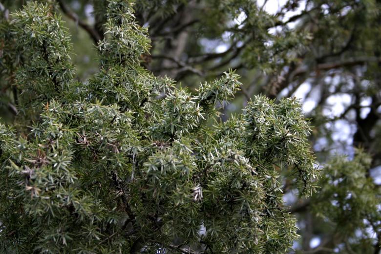 Free stock image of Pine tree created by Bjorgvin