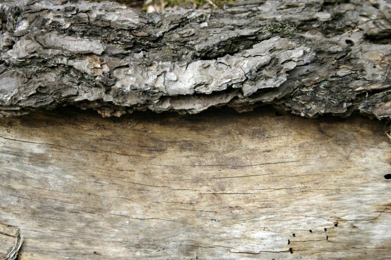 Free stock image of Wood texture created by Bjorgvin