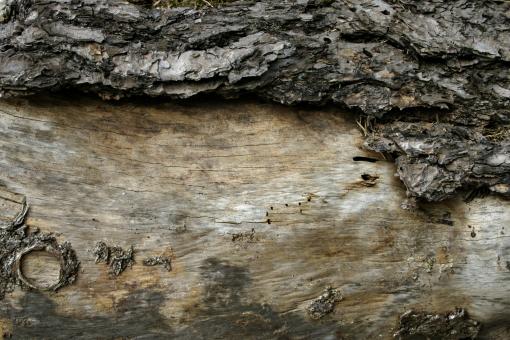 Free Stock Photo of Wood texture