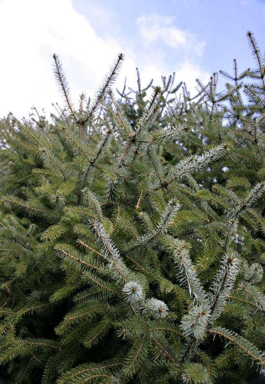 Free stock image of Pine trees created by Bjorgvin