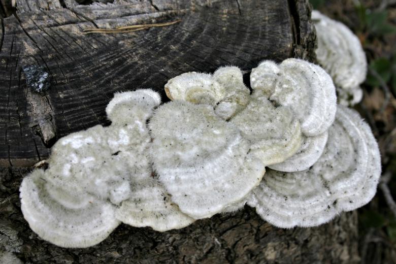 Free stock image of White fungus created by Bjorgvin
