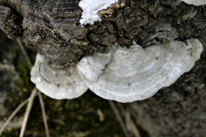 Free stock image of White fungus created by Bjorgvin