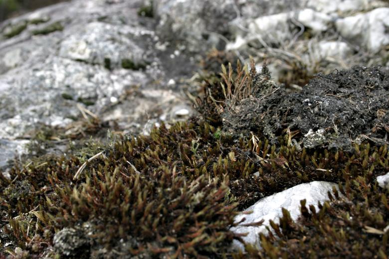 Free stock image of Moss on rocks created by Bjorgvin