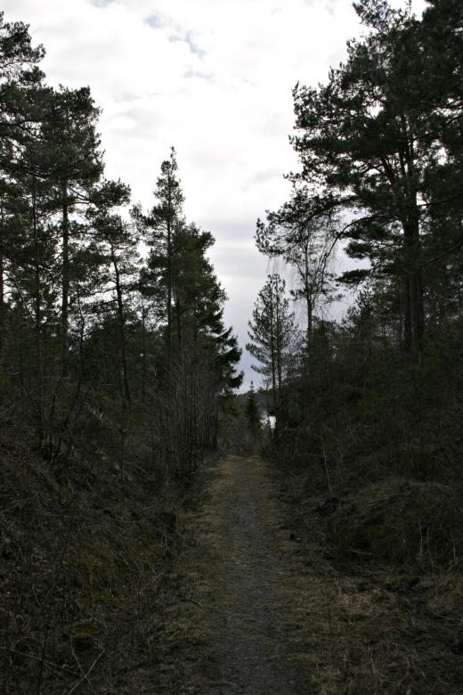 Free stock image of Forest path created by Bjorgvin