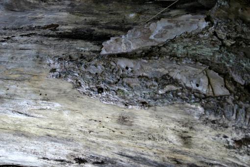Free Stock Photo of Wood texture