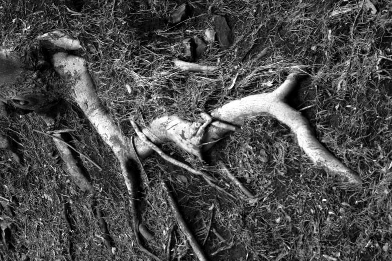 Free stock image of Roots of life created by Bjorgvin
