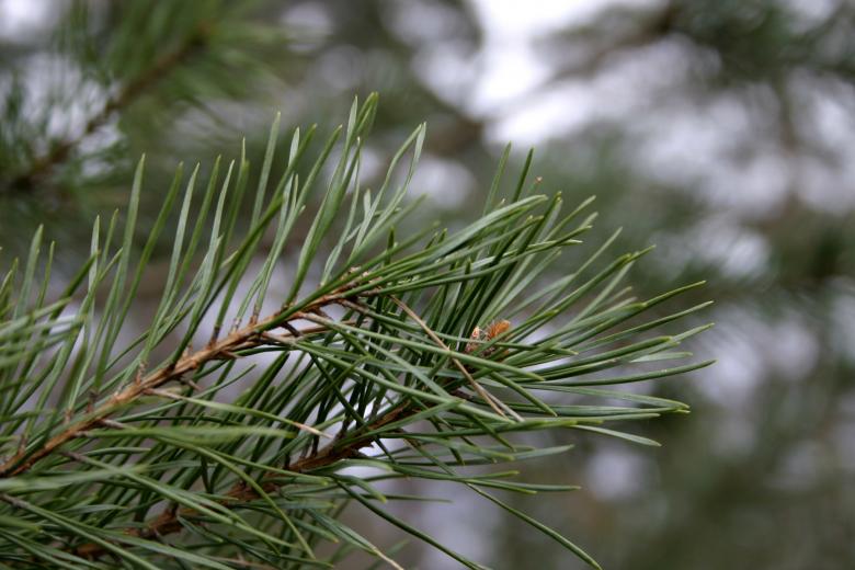 Free stock image of Pine tree closeup created by Bjorgvin