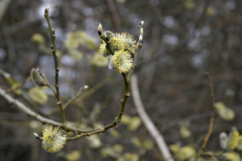 Free stock image of Blooming created by Bjorgvin