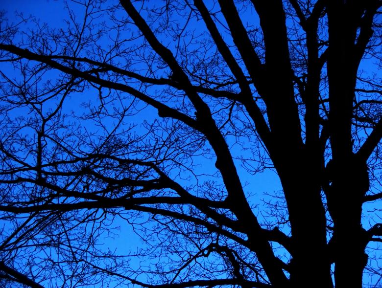 Free stock image of bare trees  night created by Heather Elaine Kitchen
