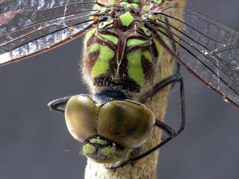 Free stock image of Dragonfly macro created by Joe Saladino