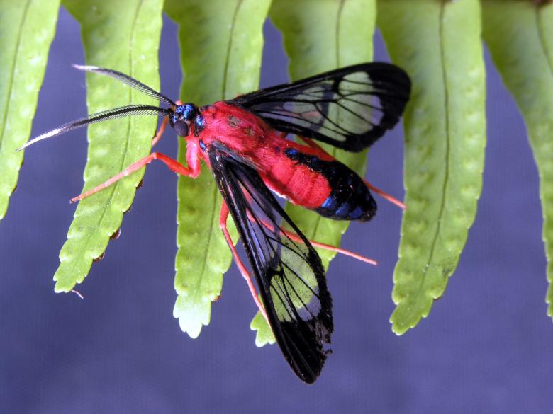 Free stock image of Clearwing moth on fern leaf created by Joe Saladino