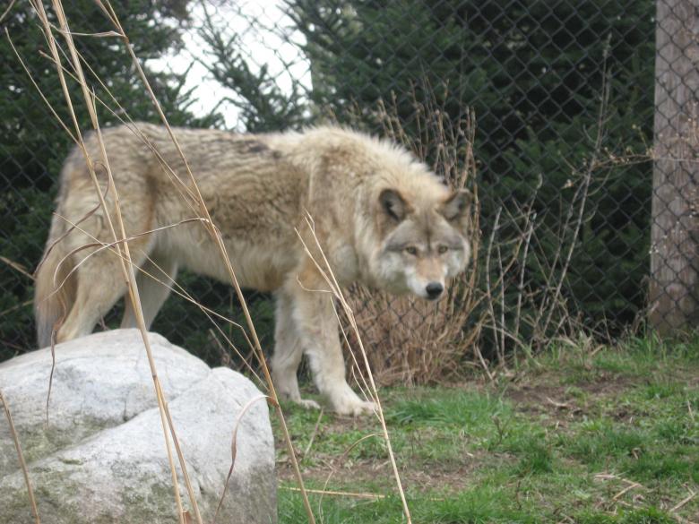 Free stock image of Grey Wolf created by Melissa Ruffing