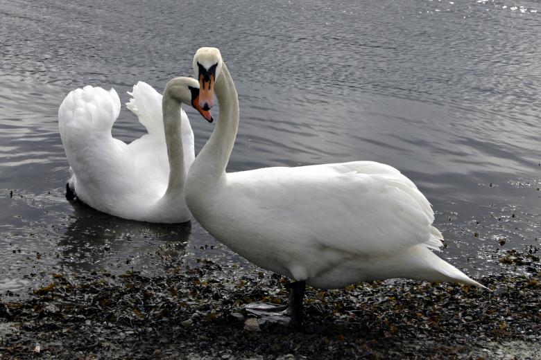 Free stock image of Swans created by Bjorgvin