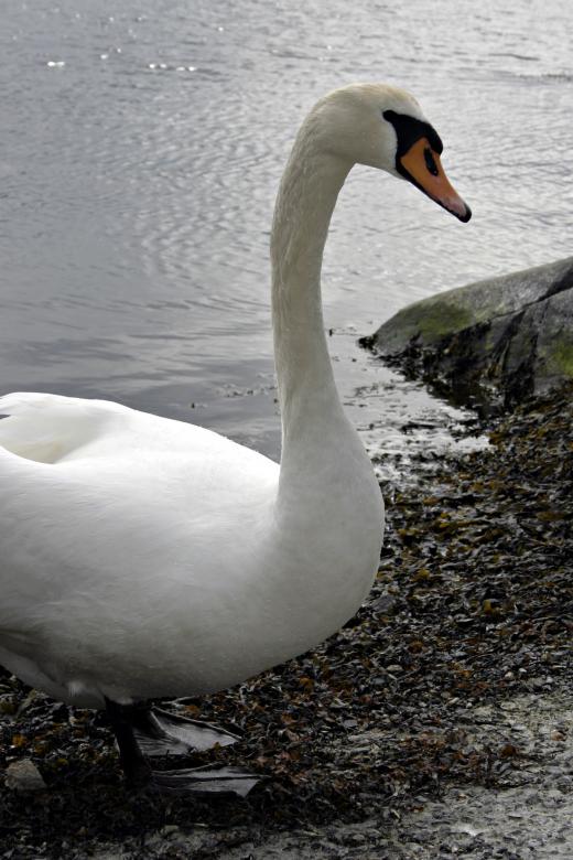 Free stock image of Swan Closeup created by Bjorgvin